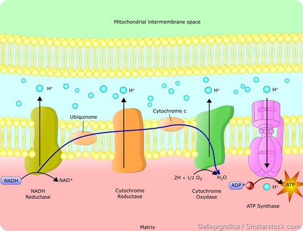 Electron transport chain - ATP production
